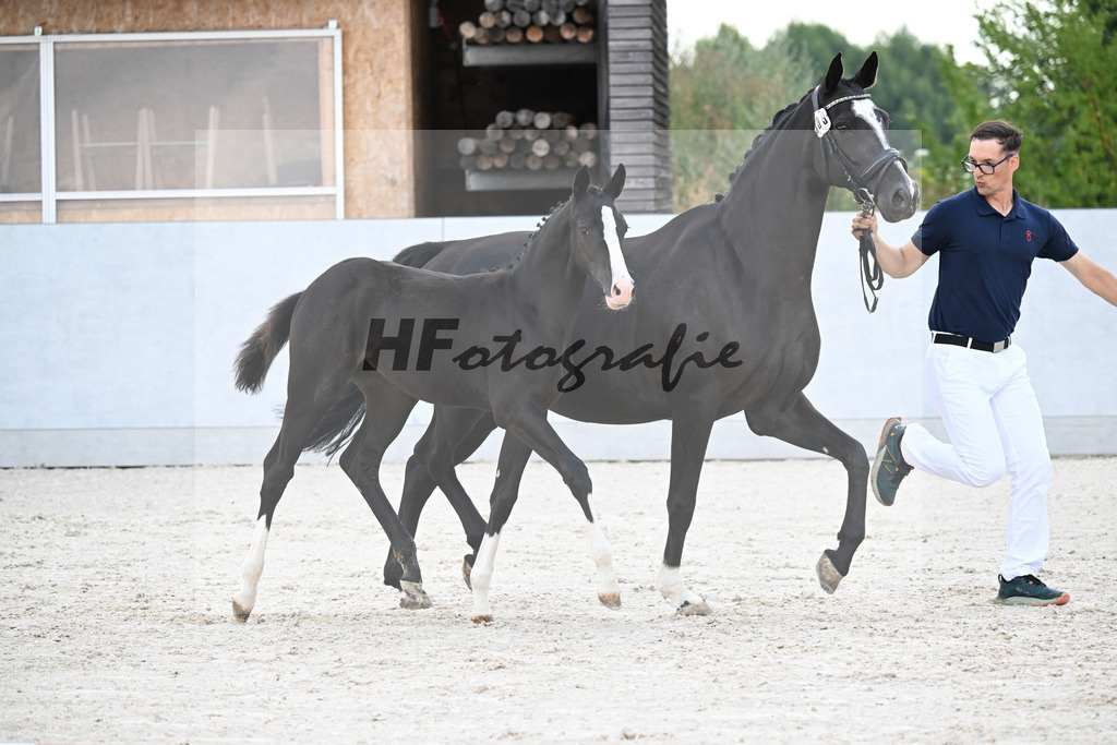Kat-Nr. 309 Diaron x Balou du Rouet_SF_Dammer_21250226 | hf-fotografie - Realisiert mit Pictrs.com