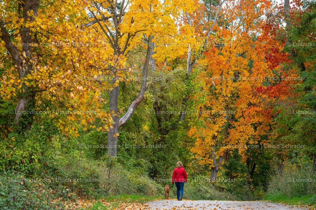 10049-13712 - Herbst in den Spiegelsbergen | Stockfoto und Bilderpool mit Bildmaterial aus Deutschland, dem Harz, Halberstadt, Quedlinburg, Wernigerode und weltweit. Qualitativ hochwertige und professionelle Fotos anschauen und kaufen. - Realisiert mit Pictrs.com