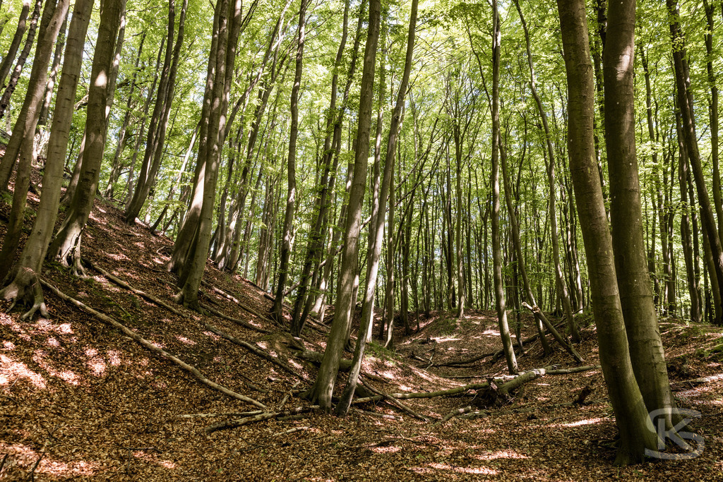 Buchenwald im Nationalpark Jasmund – Rügen Naturfotografie | Majestätischer Buchenwald im Nationalpark Jasmund auf Rügen. Sonnenlicht durchflutet das dichte Kronendach der alten Buchen. UNESCO-Weltnaturerbe. Naturfotografie Deutschland. - Realisiert mit Pictrs.com