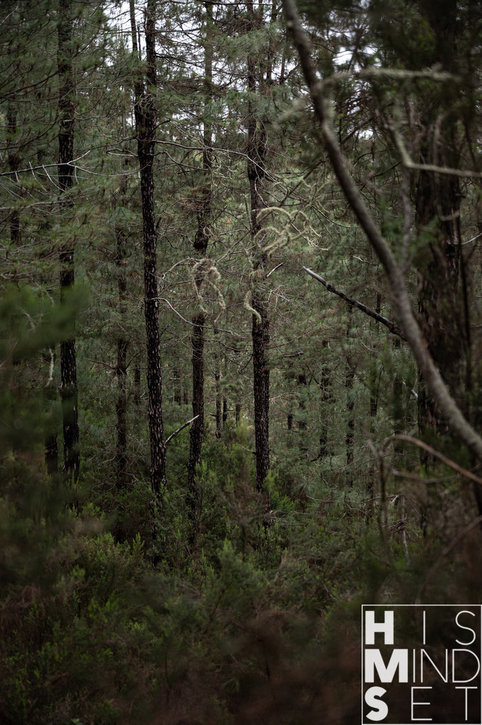 Kiefernfenster | Sichere dir dein Lieblingsbild von HISMINDSET als Print für dein Zuhause oder das Büro! - Realisiert mit Pictrs.com