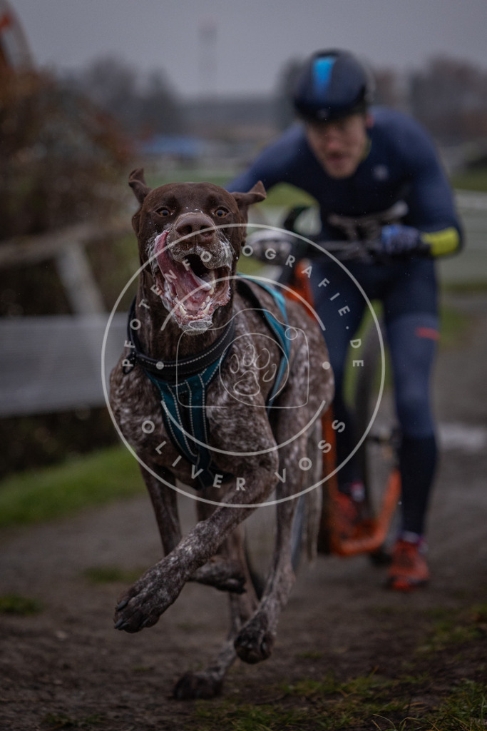 CaniXpix_0L8A0478 | Hundefotografie, Tierfotograf, Pfotenfotografie, Fotoshooting Hund, Hunde Portrait, Hundesport, Hundeportraits, Heideshooting, Hunde, Sportfotograf, Hundefotograf, Turnierhundsport, THS,  - Realisiert mit Pictrs.com