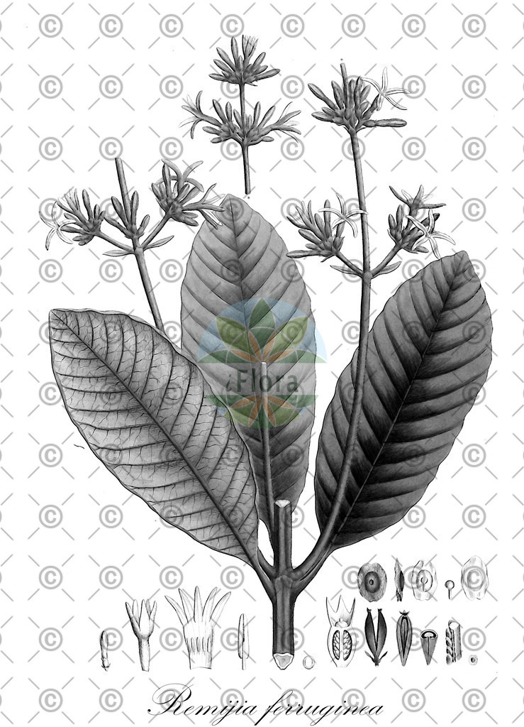 HistAbb_wfo-0001172377_1_ENZY_Simple | Historische Abbildung von Remijia ferruginea - Rubiaceae | Historical Illustration of Remijia ferruginea - Rubiaceae