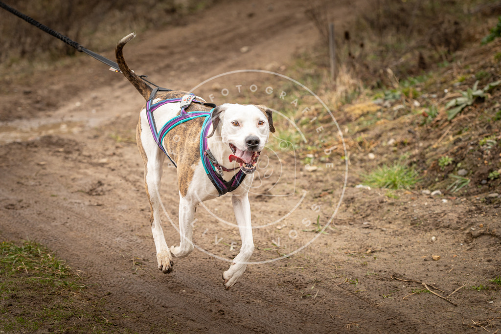 DV3A1679 | Hundefotografie, Tierfotograf, Pfotenfotografie, Fotoshooting Hund, Hunde Portrait, Hundesport, Hundeportraits, Heideshooting, Hunde, Sportfotograf, Hundefotograf, Turnierhundsport, THS,  - Realisiert mit Pictrs.com