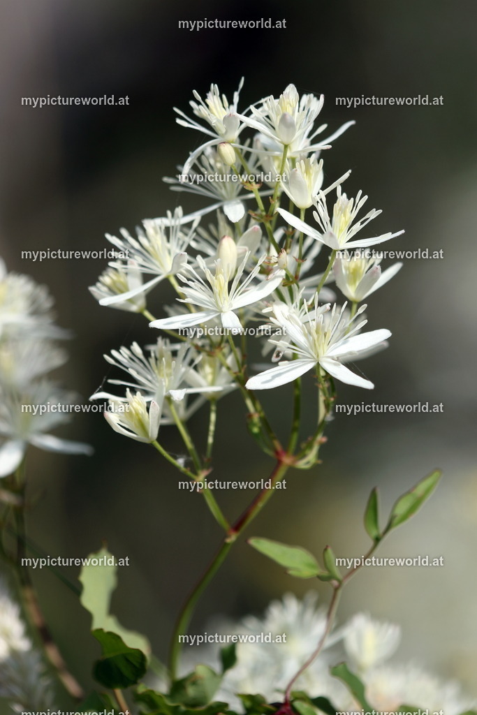 Brennende Waldrebe-006 | Das Bilderarchiv über Tiere, Planzen und Landschaften. In der Bilddatenbank finden Sie ein große Auswahl an hochwertigen Bilder für Ihre Werbung - Realisiert mit Pictrs.com