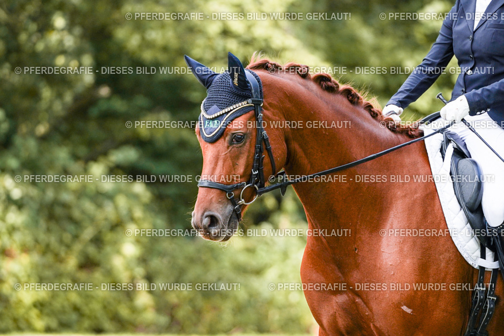 DSC02565 | Pferdegrafie