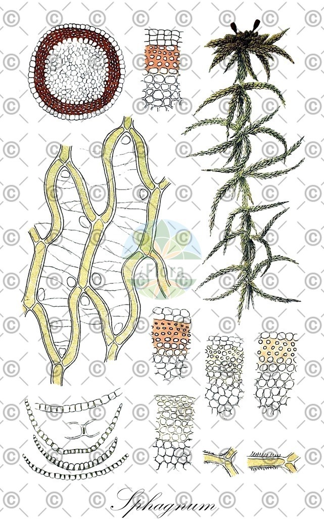 HistAbb_wfo-0001076519_2_ENZY_Simple | Historische Abbildung von Sphagnum - Sphagnaceae | Historical Illustration of Sphagnum - Sphagnaceae