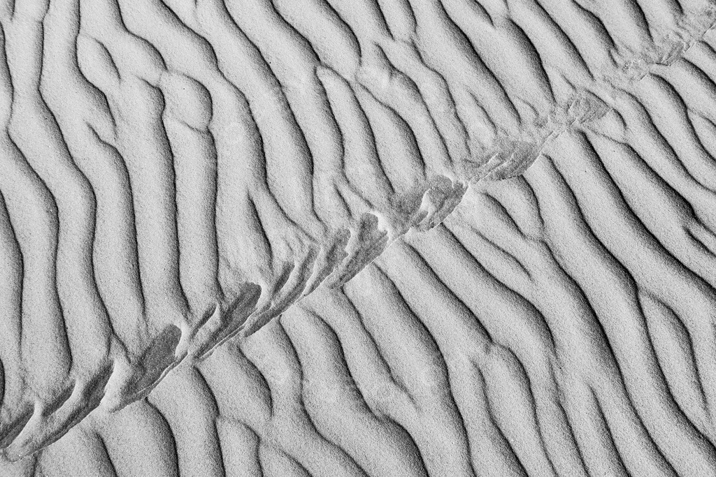 Dünenmuster | Dünenmuster am Strand von St. Peter-Ording