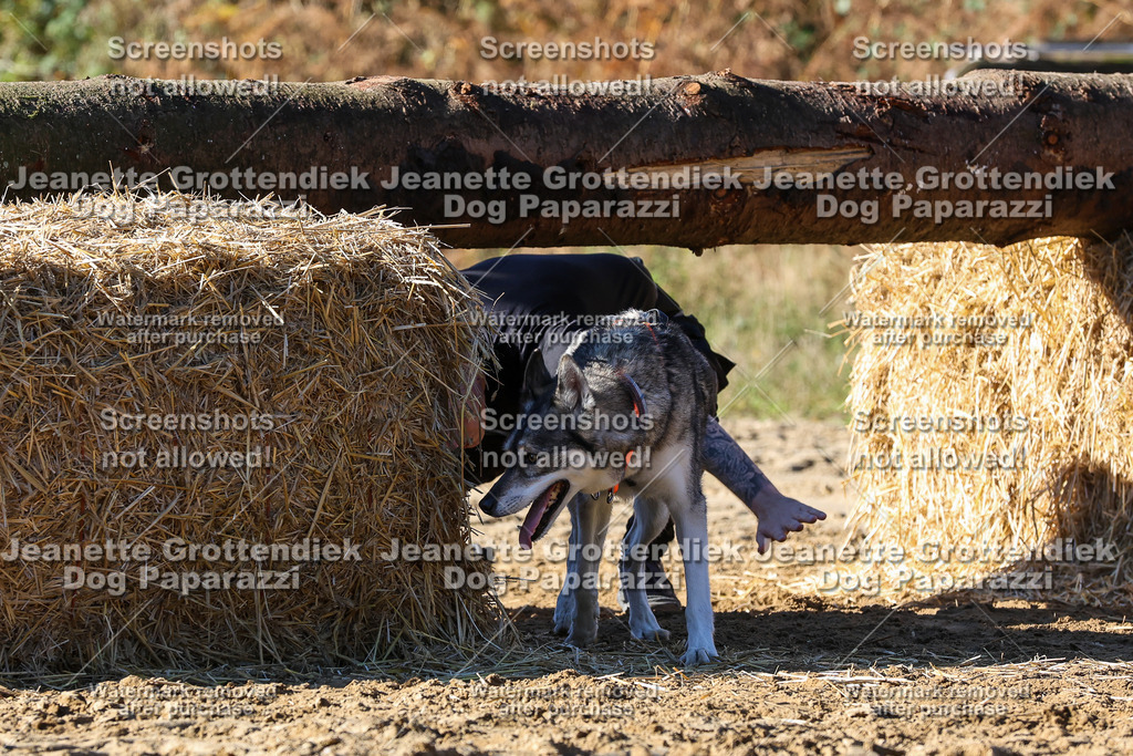 Dog Paparazzi - Strongdog 10-25-2403 | Dog Paparazzi Jeanette Grottendiek Fotografie & Videografie - Realisiert mit Pictrs.com