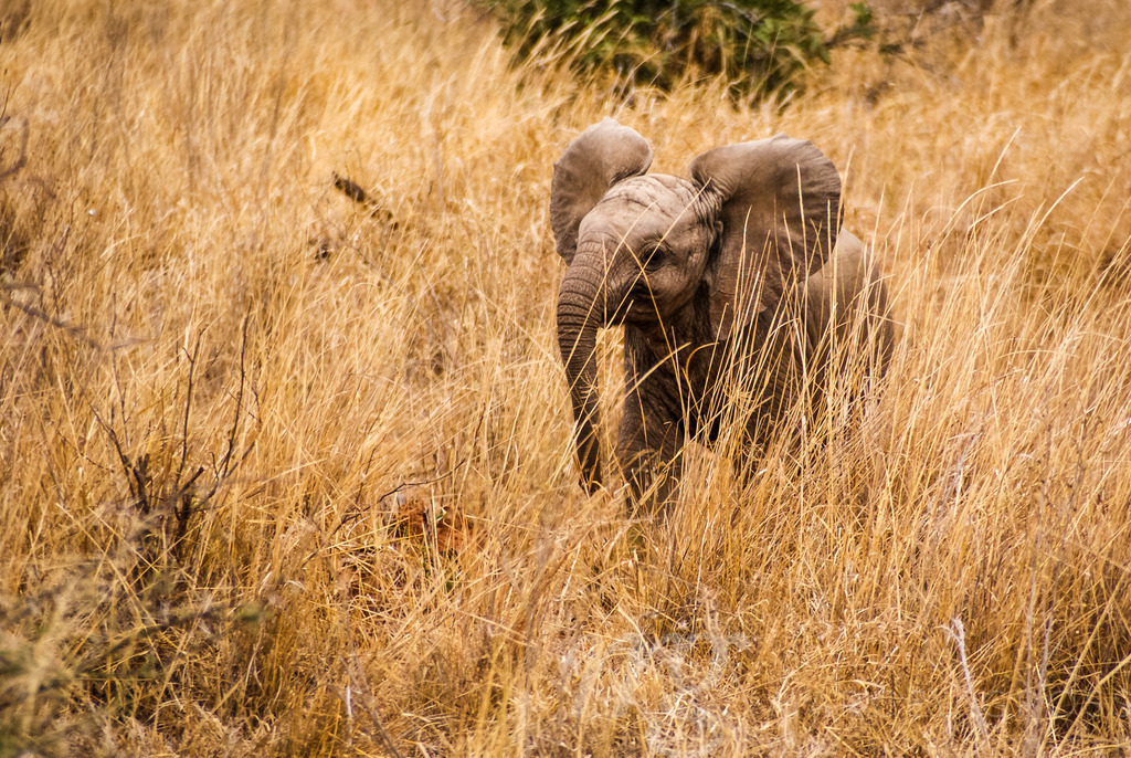 Little Elephant | in Tsavo Nationalpark - Realisiert mit Pictrs.com