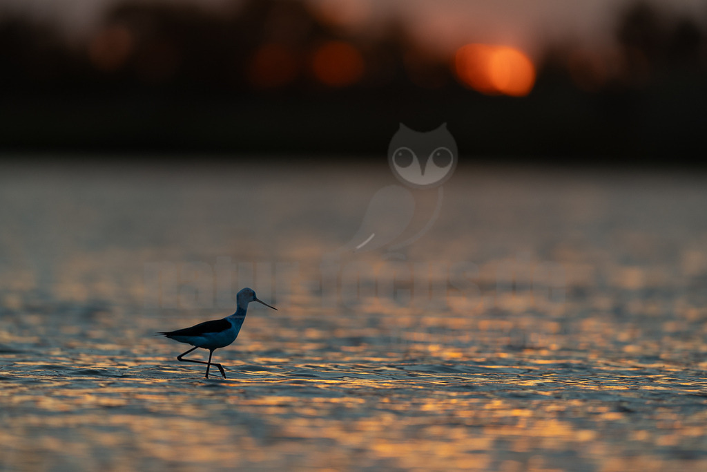 R5M22511_20260521 | Ein Stelzenläufer (Himantopus himantopus) watet bei Sonnenuntergang durch das flache Wasser eines Sees. Das Licht der untergehenden Sonne spiegelt sich golden auf der leicht gekräuselten Wasseroberfläche wider und taucht die Szene in warme Farbtöne. Der Vogel ist als Silhouette vor dem glitzernden Wasser und dem unscharfen Hintergrund des Horizonts zu sehen, wo die Sonne als orangefarbener Kreis erscheint. - Realisiert mit Pictrs.com