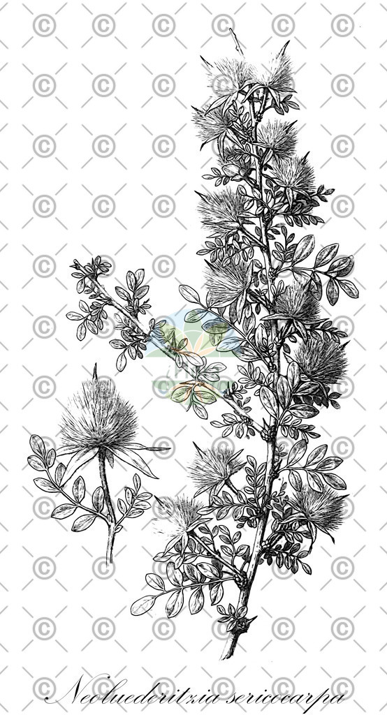 HistAbb_wfo-0000881412_1_ENZY_Simple | Historische Abbildung von Neoluederitzia sericocarpa - Zygophyllaceae | Historical Illustration of Neoluederitzia sericocarpa - Zygophyllaceae