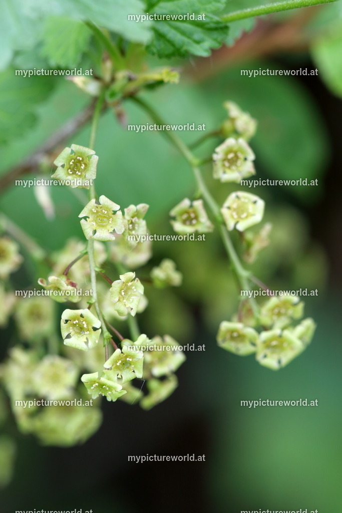Rote Johannisbeere-002 | Das Bilderarchiv über Tiere, Planzen und Landschaften. In der Bilddatenbank finden Sie ein große Auswahl an hochwertigen Bilder für Ihre Werbung - Realisiert mit Pictrs.com