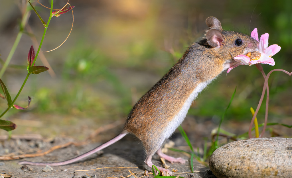 Waldmaus frisst an Blume im Frühling | Eine neugierige Waldmaus (Apodemus sylvaticus) steht auf den Hinterpfoten und knabbert an einer rosa Blüte. Diese detailreiche Makroaufnahme zeigt die Schönheit der heimischen Tierwelt in natürlicher Umgebung. Perfekt für Themen wie Naturfotografie, Wildtiere, Waldleben und Frühling.