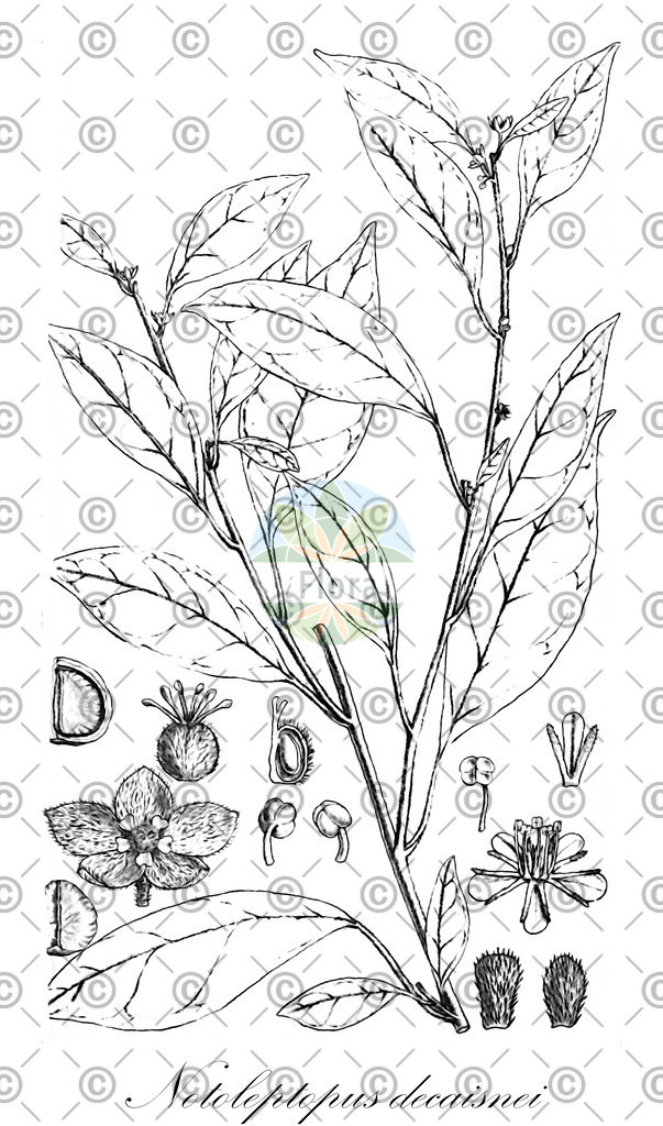 HistAbb_wfo-0000379327_1_ENZY_Simple | Historische Abbildung von Notoleptopus decaisnei - Phyllanthaceae | Historical Illustration of Notoleptopus decaisnei - Phyllanthaceae