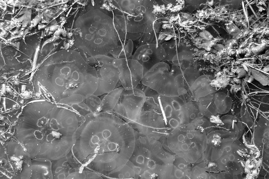 Wandbild: Quallen und Seetang in Eckernförde in Schwarz-Weiß | Dieses schöne Wandbild im Querformat zeigt zahlreiche Quallen im Meer in Schwarz-Weiß. Zwischen den einzelnen Quallen befindet sich Seetang.  - Realisiert mit Pictrs.com