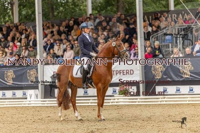 30-8-26 4j Hengste-352 | mandyhollmannphotographie