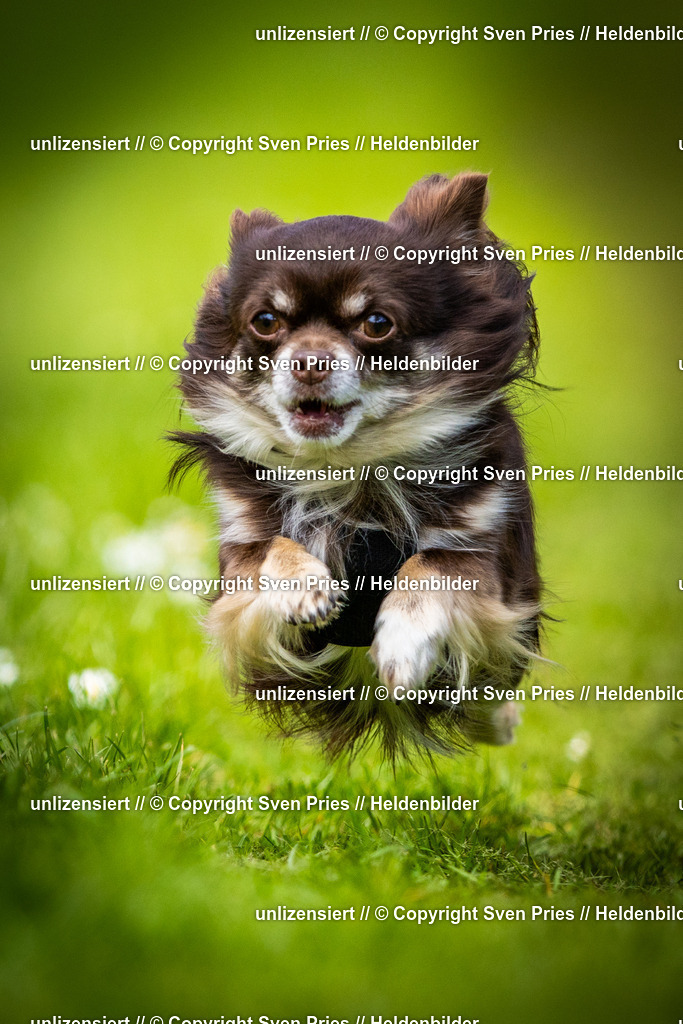 Sven Pries | 2025-04-13 - Hunderennen Baden-Baden - Realisiert mit Pictrs.com