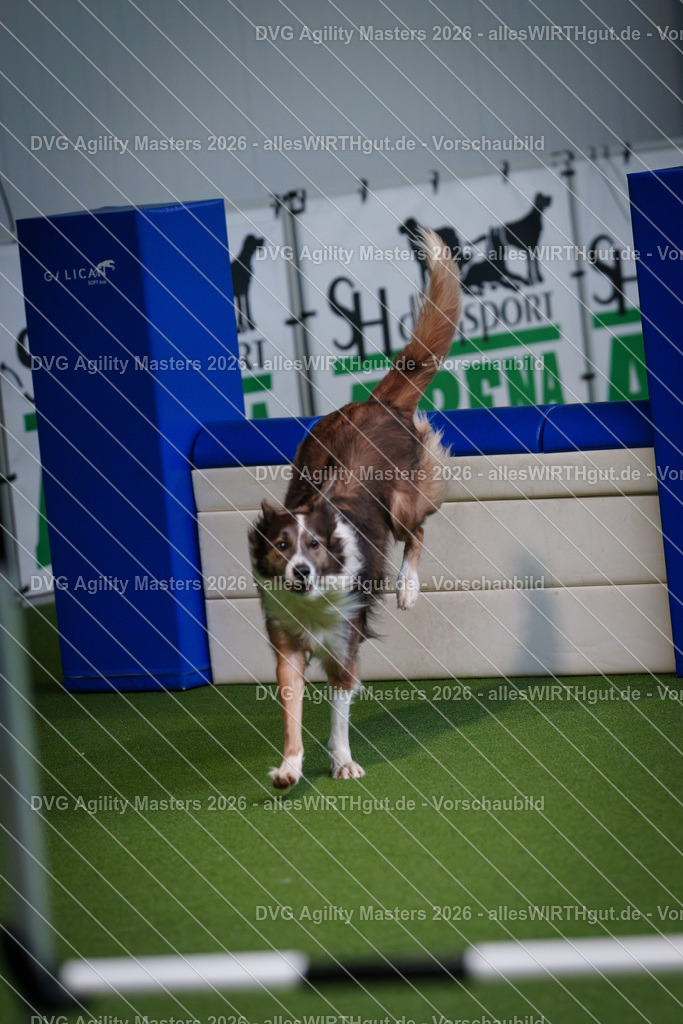 allesWIRTHgut_Tierfotografie-DVG_Agility_Masters_2026-09_40-7R502355 | Professionelle Tierfotografie in Mönchengladbach von Daniel Wirth (allesWIRTHgut). Liebevolle & natürliche Bilder von Hunden & Katzen für unvergessliche Erinnerungen.