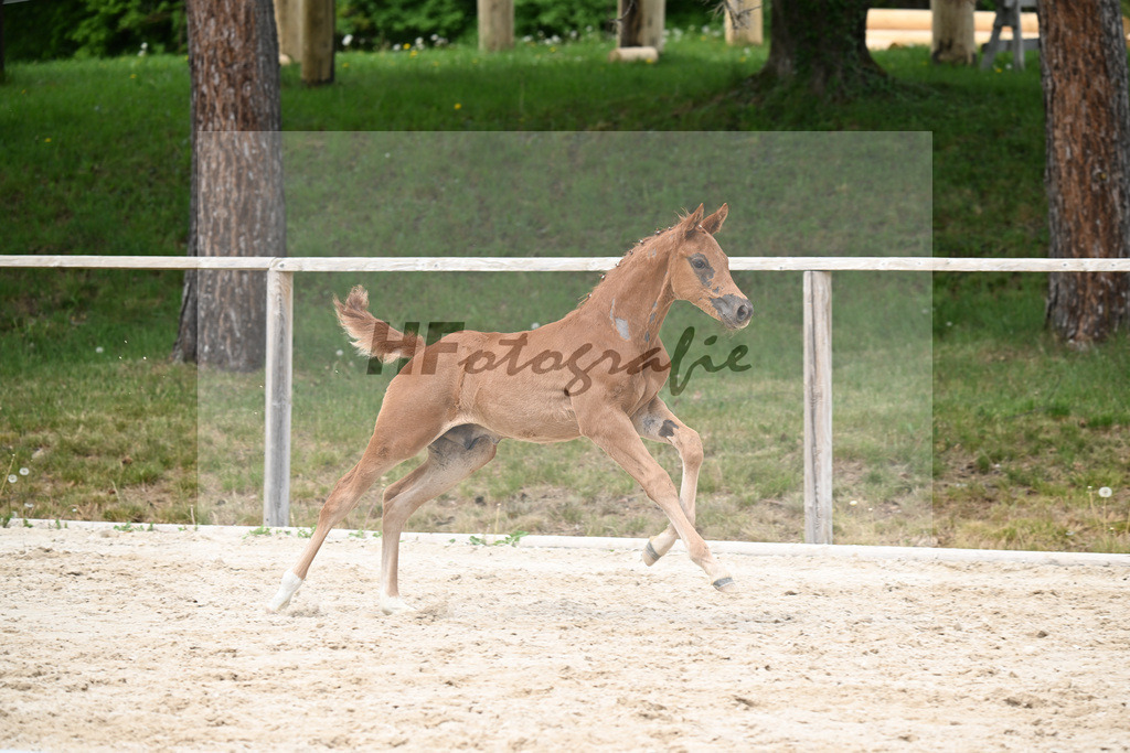 Kat-Nr. 16 HF Emerald v h Ruytershof x Manchester vant Paradijs_Schroetzlmair_24260712 | hf-fotografie - Realisiert mit Pictrs.com