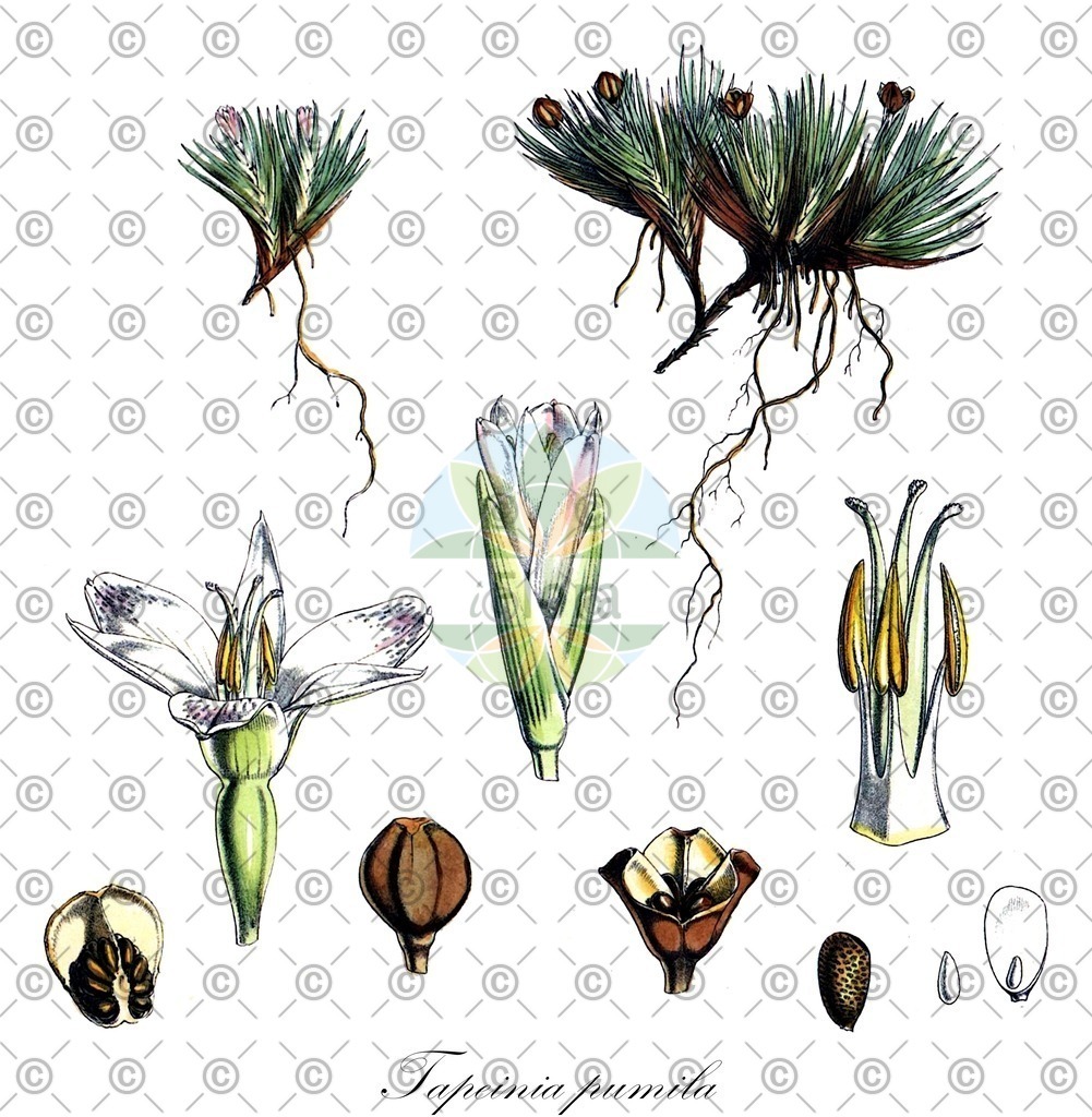 HistAbb_wfo-0000568504_2_ENZY_Simple | Historische Abbildung von Tapeinia pumila - Iridaceae | Historical Illustration of Tapeinia pumila - Iridaceae