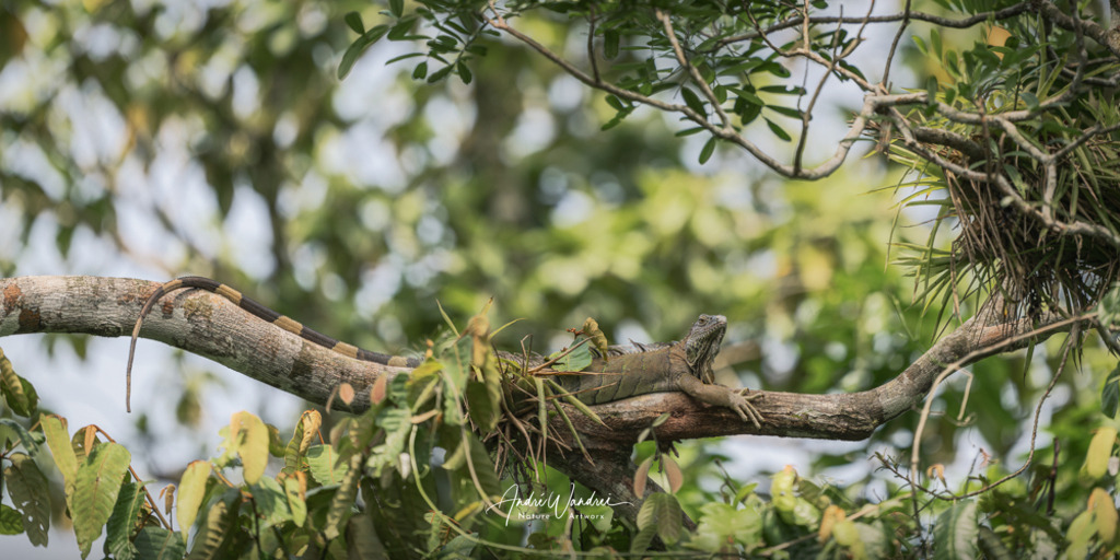 Zwischen Ästen und Augenblicken | Andre Wandrei - Nature Artworx - Realisiert mit Pictrs.com