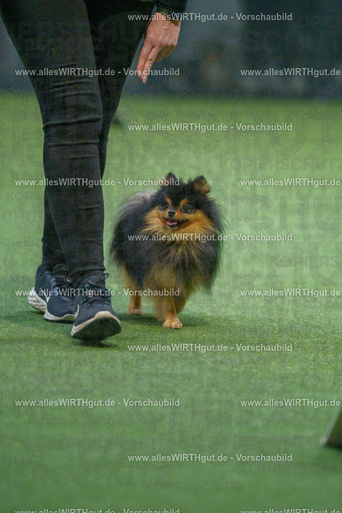 7R503516 | Professionelle Tierfotografie in Mönchengladbach von Daniel Wirth (allesWIRTHgut). Liebevolle & natürliche Bilder von Hunden & Katzen für unvergessliche Erinnerungen.