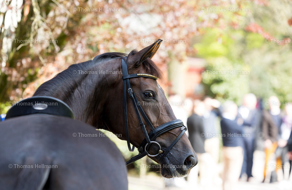 TH_Pferd_ Kopf_6735 | Horses &amp; Dreams meets Sweden 2023 am 21.04.23 in Hagen a.T.W., Thomas Hellmann, Pferd, Kopf