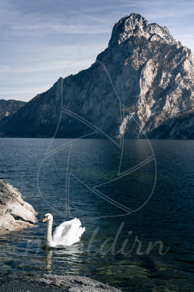 Der Traunsee Schwan | Bei Veröffentlichung des Bildes ist eine Namensnennung wie folgt erforderlich: 
Foto: Mostdirn Irmgard Wieser
 - Realisiert mit Pictrs.com