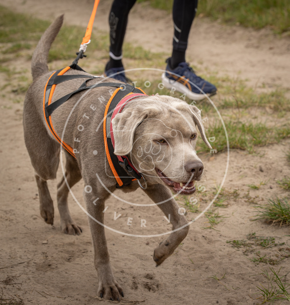 Pfotenfotografie_DV3A7281 | Hundefotografie, Tierfotograf, Pfotenfotografie, Fotoshooting Hund, Hunde Portrait, Hundesport, Hundeportraits, Heideshooting, Hunde, Sportfotograf, Hundefotograf, Turnierhundsport, THS,  - Realisiert mit Pictrs.com