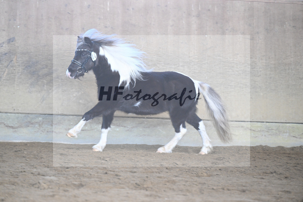 Kat-Nr. 11 SDH Bowies Painted Silver v. Rose Dancing Toreador_Gossing_49250406 | hf-fotografie - Realisiert mit Pictrs.com