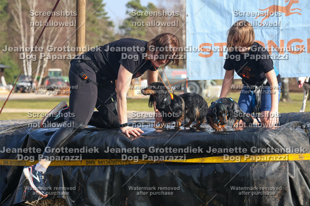 Dog Paparazzi - Strongdog North Mrz26-2518 | Dog Paparazzi Jeanette Grottendiek Fotografie & Videografie - Realisiert mit Pictrs.com