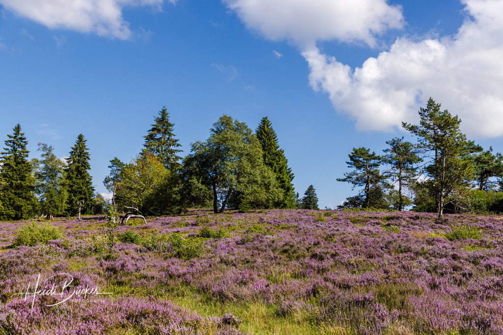 Blühende Niedersfelder Hochheide | Blühende Niedersfelder Hochheide - Realisiert mit Pictrs.com