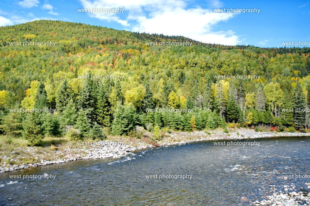 Canada Forest 3 - CAN 2022 | west photography - Realisiert mit Pictrs.com