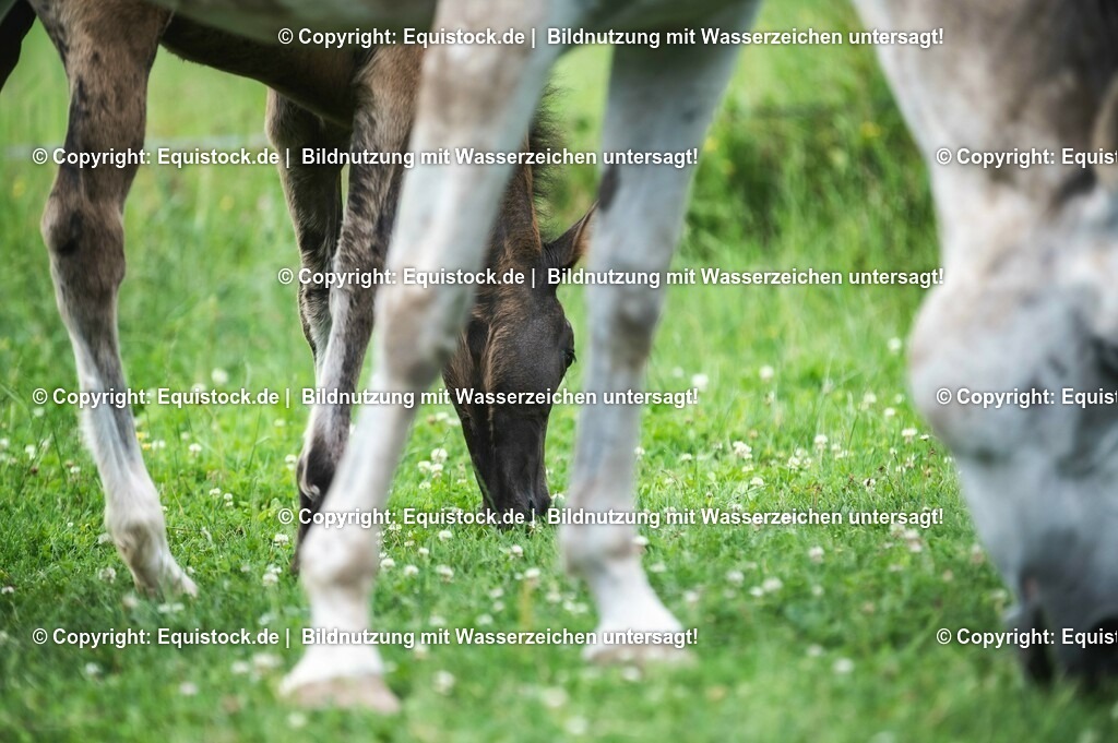 20210623_Fohlen_0501 | Foto: Thomas Hartig