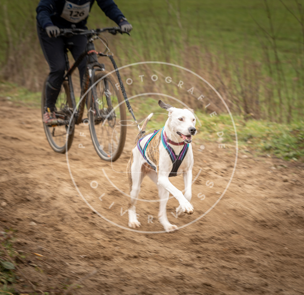 DV3A1610 | Hundefotografie, Tierfotograf, Pfotenfotografie, Fotoshooting Hund, Hunde Portrait, Hundesport, Hundeportraits, Heideshooting, Hunde, Sportfotograf, Hundefotograf, Turnierhundsport, THS,  - Realisiert mit Pictrs.com