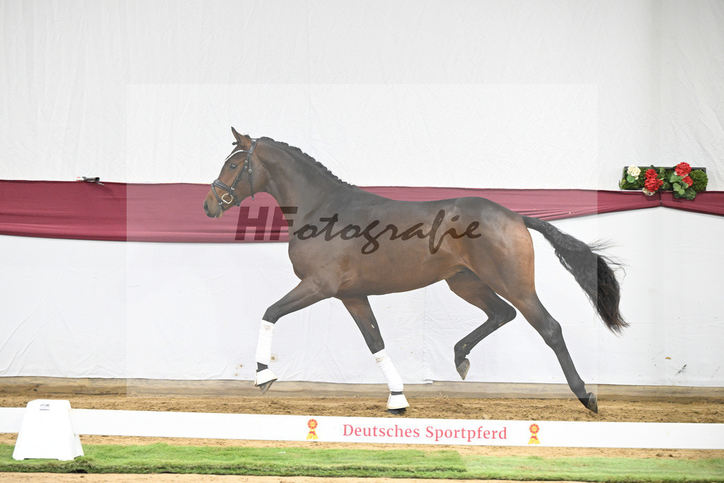 Kat-Nr. 30 Federer x Laomedon_Schulze Averdiek Sportpferde und Aufzucht GbR_47250965 | hf-fotografie - Realisiert mit Pictrs.com