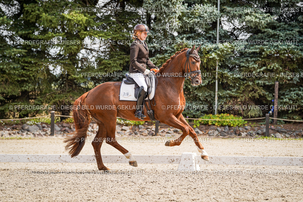 DSC09734 | Pferdegrafie