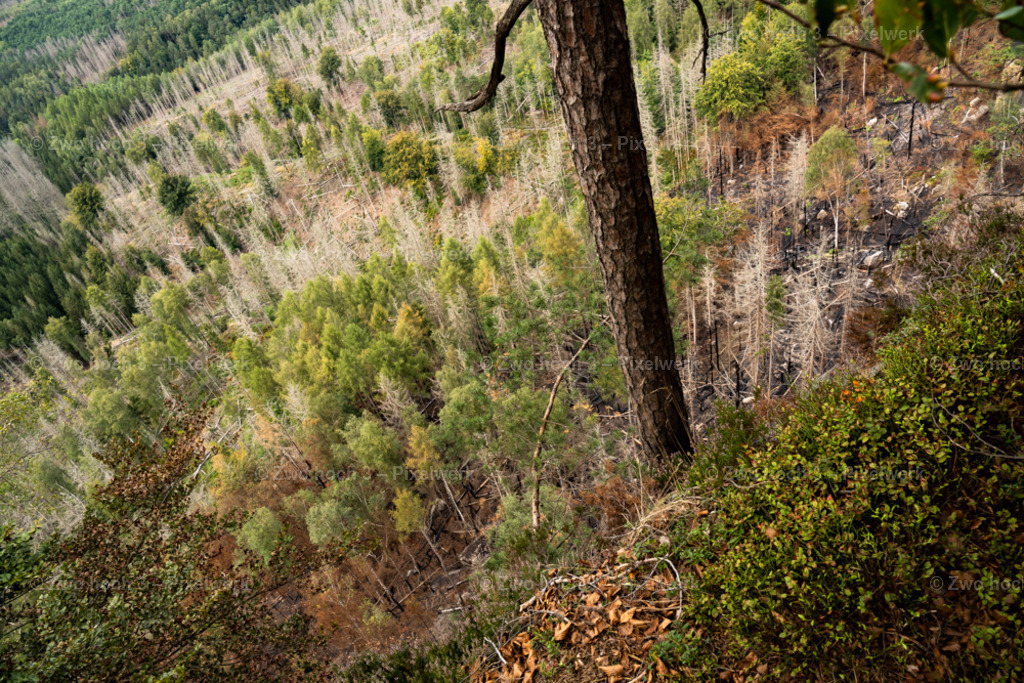 Obere_Affensteinpromenade_Baumstamm_Abhang_Waldsterben | 2022-09-02_Waldbrandgebiete_2 - Realisiert mit Pictrs.com
