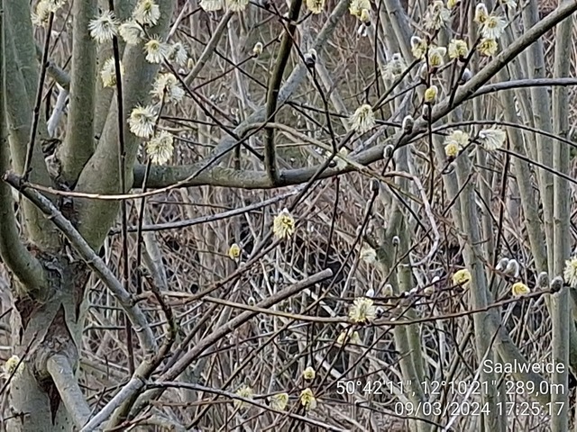 Saalweide | Verkauf von Fotos und  Videoclips zumThema Natur.Motive sind Pflanzen, Tiere, Landschaftenund Wetter - Realisiert mit Pictrs.com
