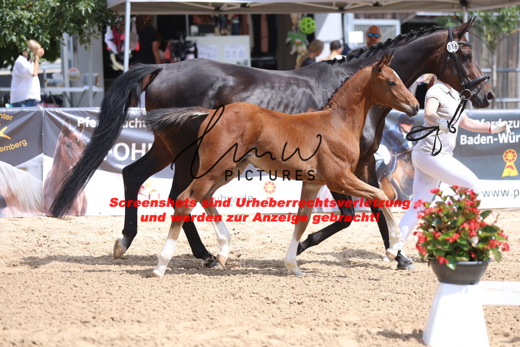 Fohlenschau_Schwäbisch_Hall_dressurbetonte_Fohlen_KN 16_9 | lmwpictures - Realisiert mit Pictrs.com