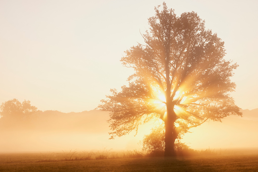 Baum im Nebel | Lauterach, Austria - September 09, 2015: Sonnenaufgang in Riedlandschaft. - Realisiert mit Pictrs.com