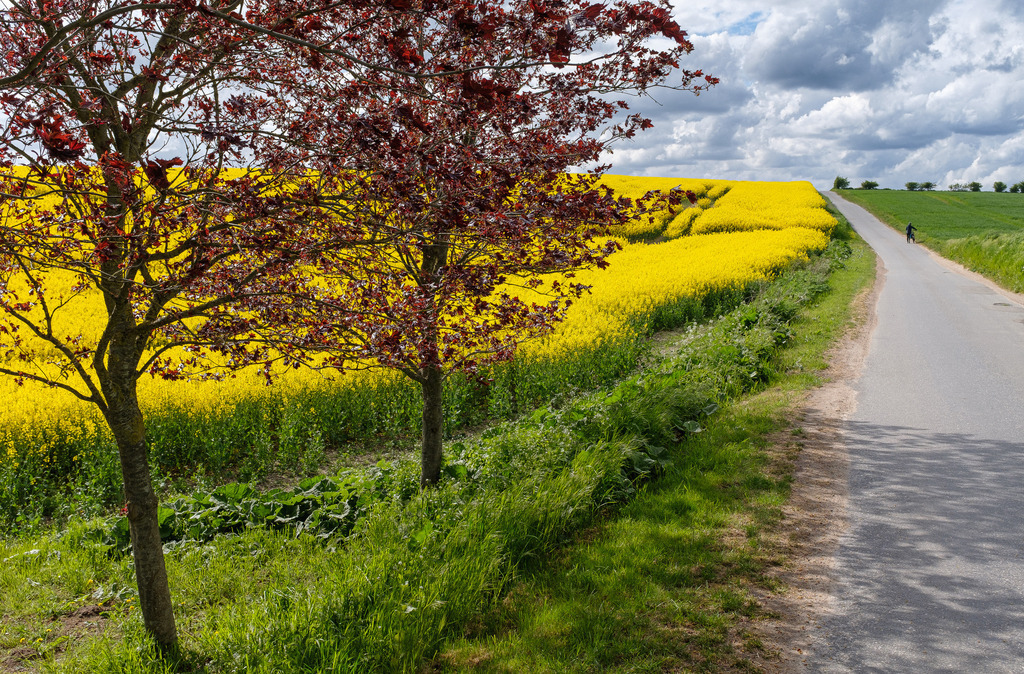daenemark-2022-057 | Im Mai blüht der Raps auf der dänischen Insel Fünen/Fyn. Das ist die beste Zeit, um die Insel auf dem Fahrrad zu erkunden. - Realisiert mit Pictrs.com