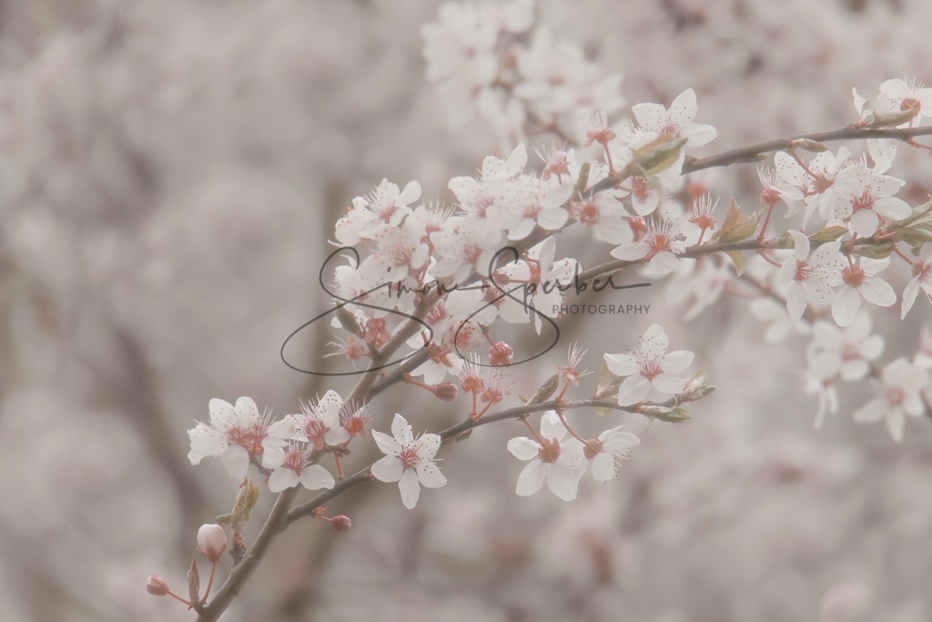 Kirschpflaume | Simone Sperber, svb-photography,Fotografin,Bilddesignerin,Naturfotografie,Macrofotografie,Tierfotografie,Wildtierfotografie,Ausstellungen,Auftragsfotografie,Kunst,Art,Photographer,Shootings,Bildberatbeitung,Galerie,Shop