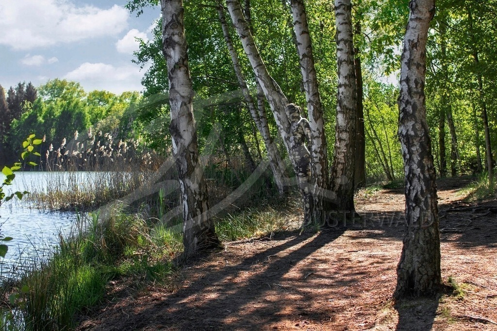 NatureArt-SEEBIRKEN_5939c | Birkenbäume am Seeufer | #002 | Modell: Katey | Foto: Frank Schneider - Realisiert mit Pictrs.com