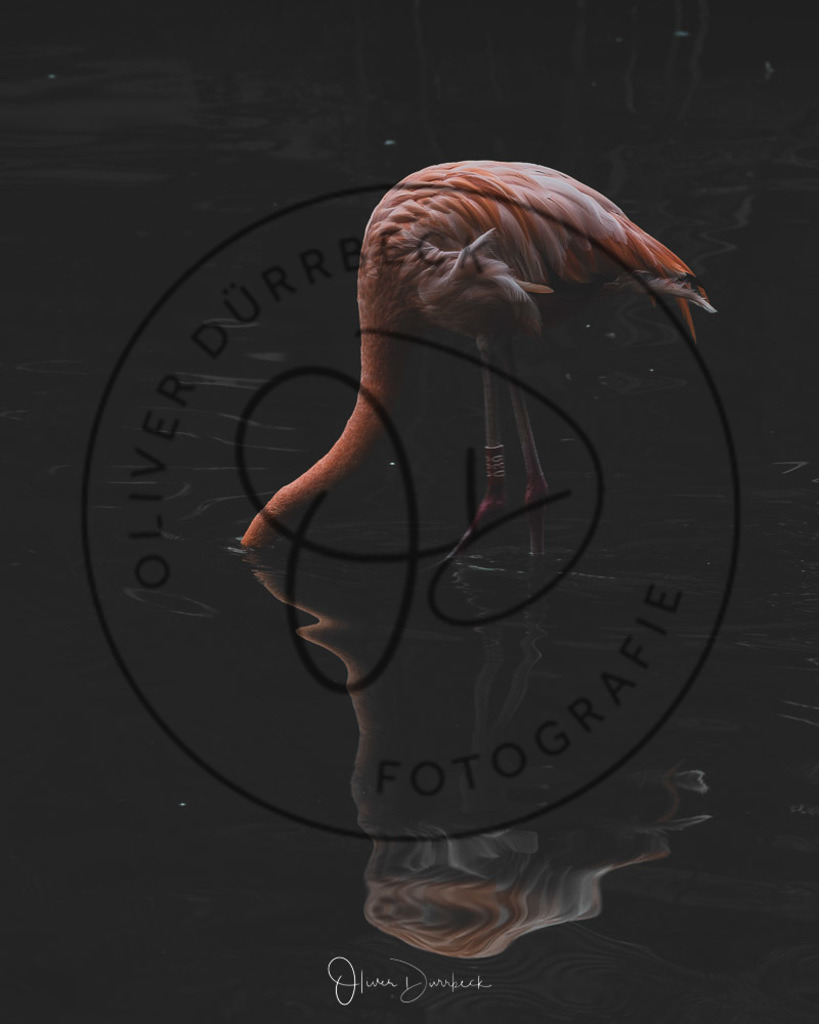 natur-tiere-02 | Shop für Kindergartenfotografie und andere Fotoprodukte von Oliver Dürrbeck Fotografie. - Realisiert mit Pictrs.com