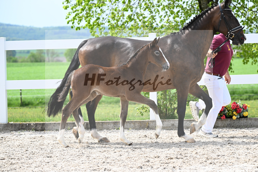 Kat-Nr. 26 SF Mylord Carthargo x Padinus_Schuster_23260409 | hf-fotografie - Realisiert mit Pictrs.com