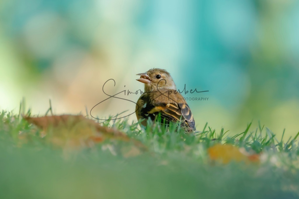 Buchfink | Simone Sperber, svb-photography,Fotografin,Bilddesignerin,Naturfotografie,Macrofotografie,Tierfotografie,Wildtierfotografie,Ausstellungen,Auftragsfotografie,Kunst,Art,Photographer,Shootings,Bildberatbeitung,Galerie,Shop