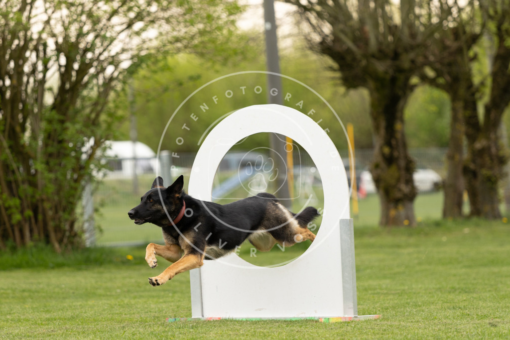 Pfotenfotografie_DV3A8973 | Hundefotografie, Tierfotograf, Pfotenfotografie, Fotoshooting Hund, Hunde Portrait, Hundesport, Hundeportraits, Heideshooting, Hunde, Sportfotograf, Hundefotograf, Turnierhundsport, THS,  - Realisiert mit Pictrs.com