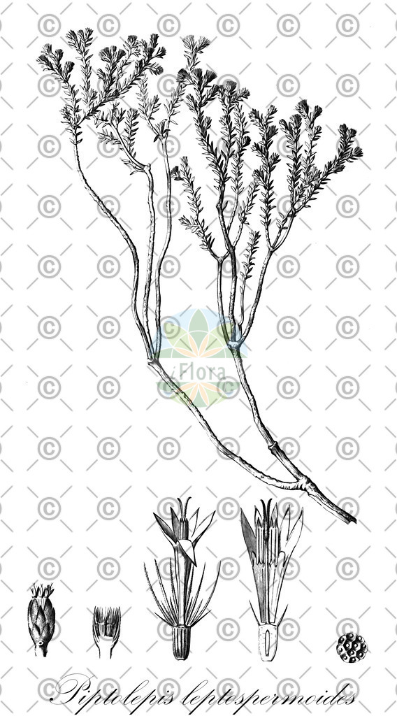 HistAbb_wfo-0000393601_1_ENZY_Simple | Historische Abbildung von Piptolepis leptospermoides - Asteraceae | Historical Illustration of Piptolepis leptospermoides - Asteraceae