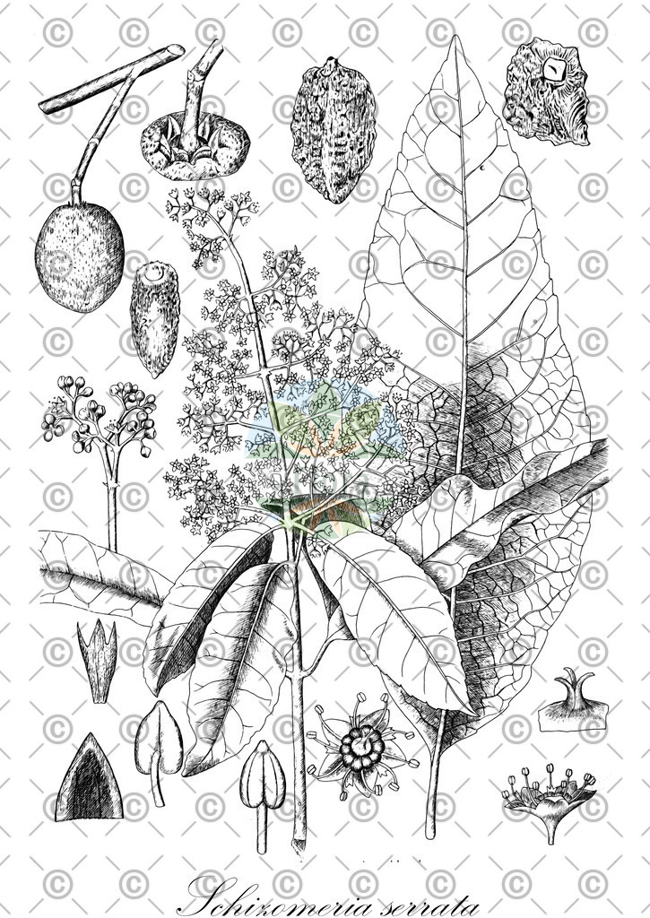 HistAbb_wfo-0001225332_1_ENZY_Simple | Historische Abbildung von Schizomeria serrata - Cunoniaceae | Historical Illustration of Schizomeria serrata - Cunoniaceae